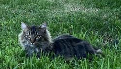 Lost Male Cat last seen Augusta Dr., Three Way, TN 38343