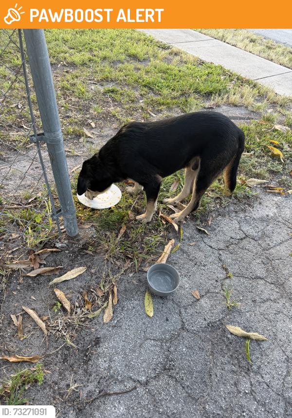 Found/Stray Male Dog last seen By the school, North Miami Beach, FL 33162
