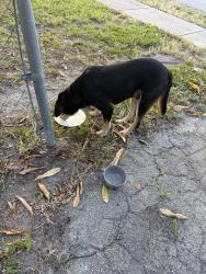 Found/Stray Male Dog last seen By the school, North Miami Beach, FL 33162