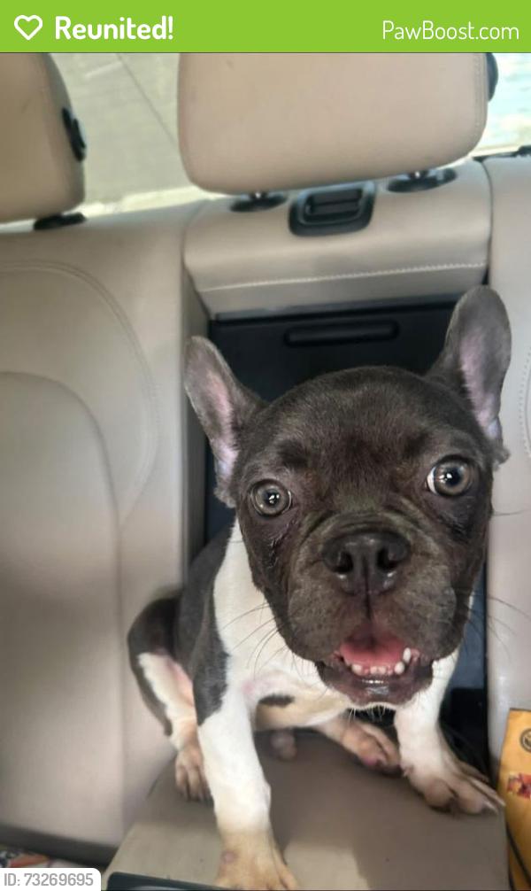 Reunited Male Dog last seen Marion oaks lane, Ocala, FL 34473