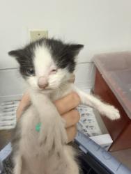 Shelter Stray Unknown Cat last seen Near 104th ave, Oakland, CA, 1101 29th Ave, Oakland, CA 94601, USA