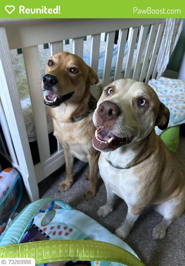 Reunited Male Dog last seen Clarkston highschool, Village of Clarkston, MI 48346