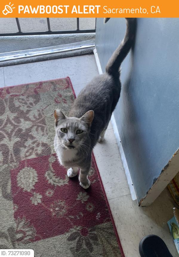 Found/Stray Female Cat last seen Las Palmas & Grove Ave, Sacramento, CA 95815