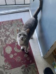 Found/Stray Female Cat last seen Las Palmas & Grove Ave, Sacramento, CA 95815