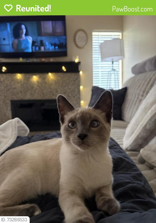 Reunited Male Cat last seen Near Elm Ave, Rancho Cucamonga, CA 91730, USA, Rancho Cucamonga, CA 91730