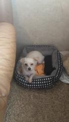 Lost Female Dog last seen Near st and krome, Miami-Dade County, FL 33170
