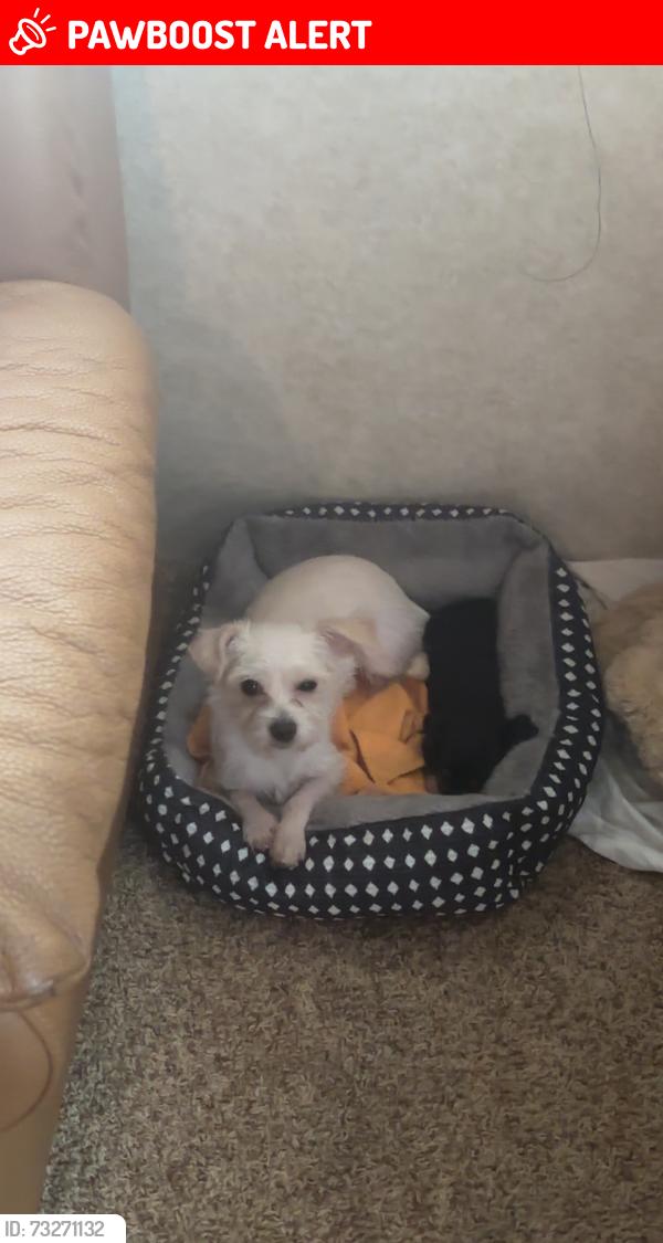 Lost Female Dog last seen Near st and krome, Miami-Dade County, FL 33170