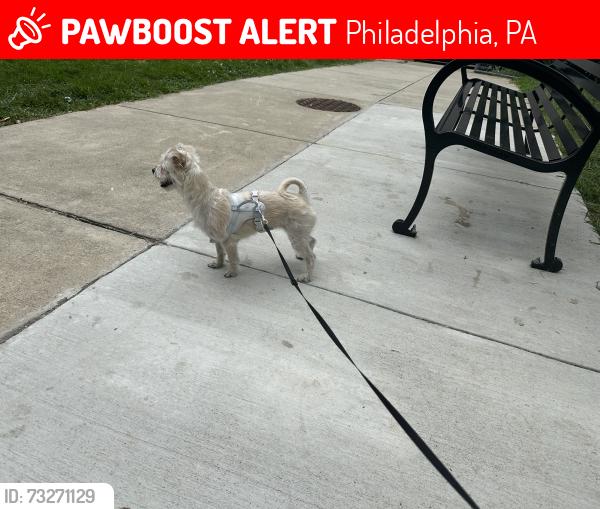 Lost Female Dog last seen Near the Trenton and auburn playground, Philadelphia, PA 19134