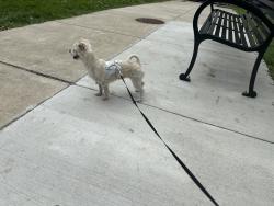Lost Female Dog last seen Near the Trenton and auburn playground, Philadelphia, PA 19134