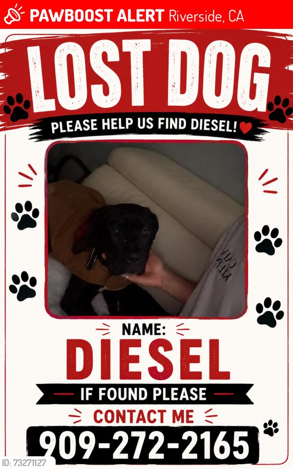 Lost Male Dog last seen Victoria middle school, Riverside, CA 92506