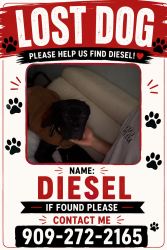 Lost Male Dog last seen Victoria middle school, Riverside, CA 92506
