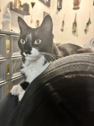 Found/Stray Unknown Cat last seen 38th st and Ogden Ave, Ogden, UT 84401