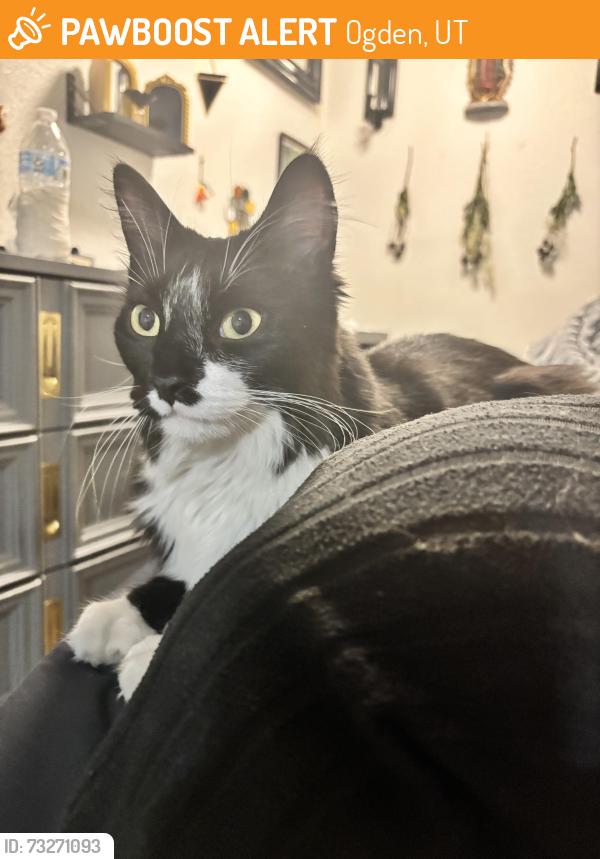 Found/Stray Unknown Cat last seen 38th st and Ogden Ave, Ogden, UT 84401