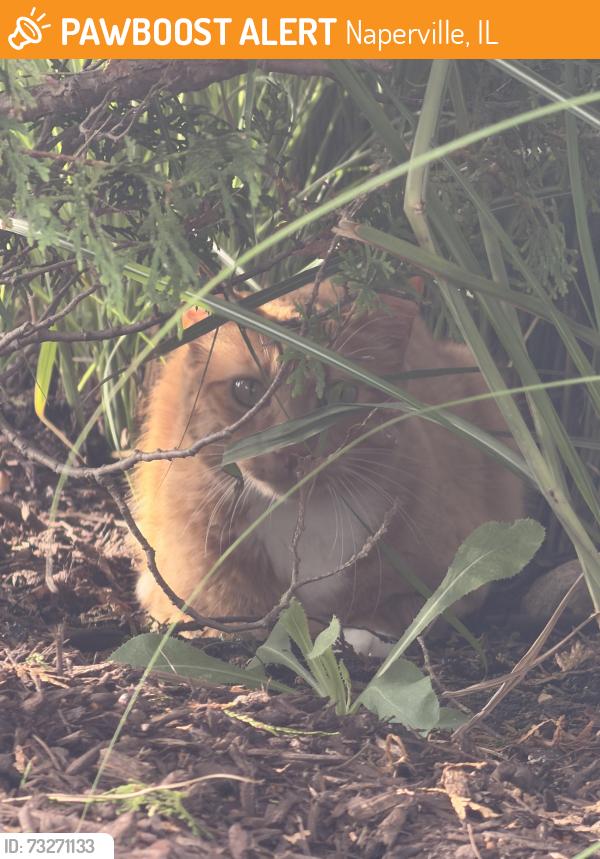 Found/Stray Unknown Cat last seen At the views entrance in the bushes off Royal St George Dr, Naperville, IL 60563