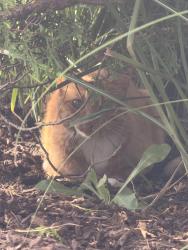 Found/Stray Unknown Cat last seen At the views entrance in the bushes off Royal St George Dr, Naperville, IL 60563