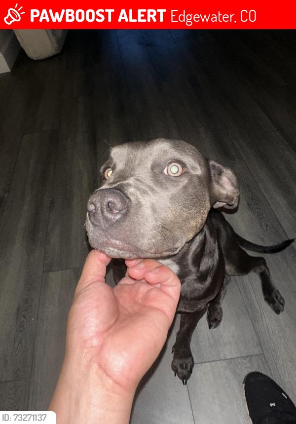 Lost Female Dog last seen Near w 24th ave, Edgewater, CO 80214