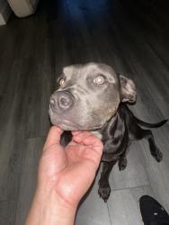 Lost Female Dog last seen Near w 24th ave, Edgewater, CO 80214