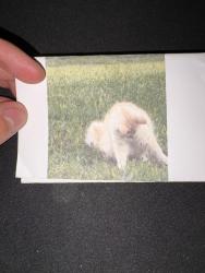 Lost Female Cat last seen Village oak & welcome drive in live oak 78233, Live Oak, TX 78233