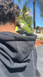 Lost Unknown Bird last seen Miami, Miami, FL 33175