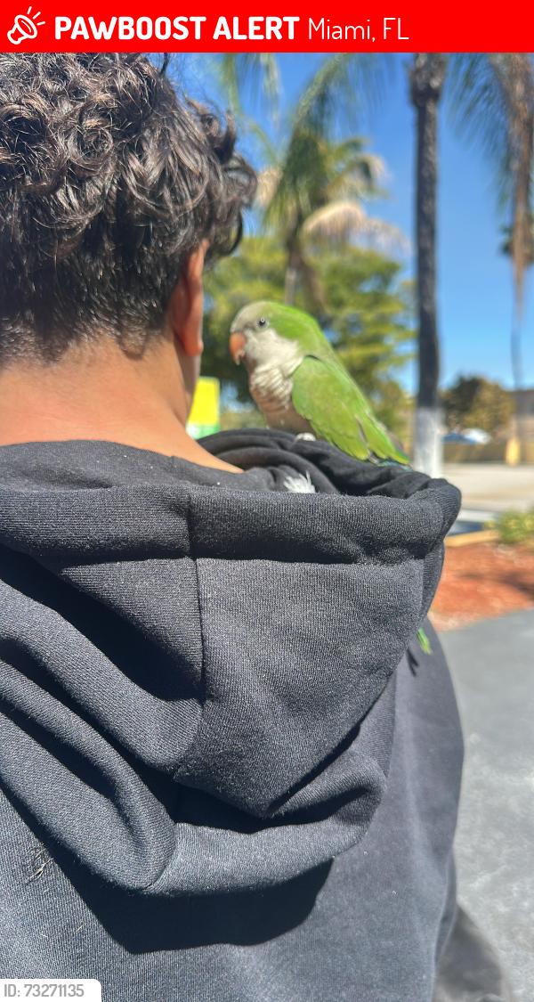 Lost Unknown Bird last seen Miami, Miami, FL 33175