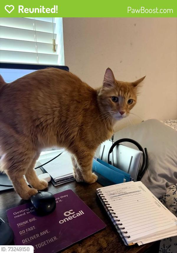 Reunited Male Cat last seen Settlers Village Dr, Katy, TX 77449