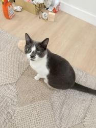 Lost Female Cat last seen Vanowen st, Los Angeles, CA 91306