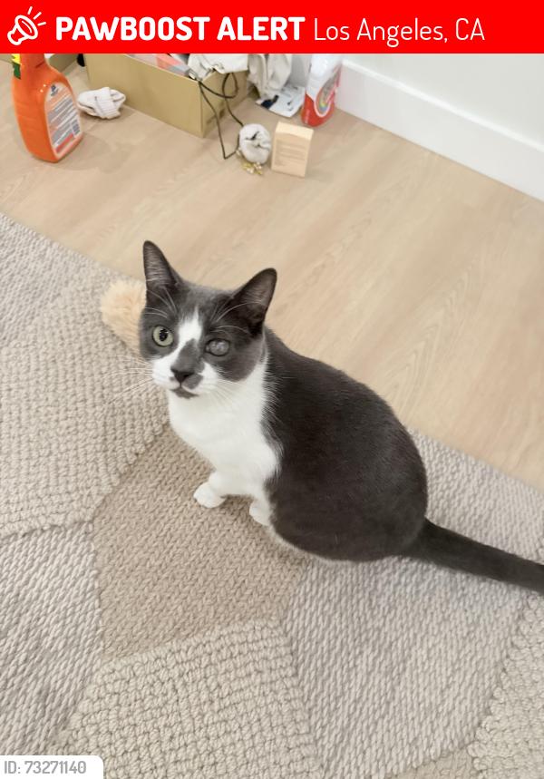 Lost Female Cat last seen Vanowen st, Los Angeles, CA 91306