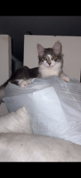 Reunited Female Cat last seen Yachtsman & Islander, Hudson, FL 34667