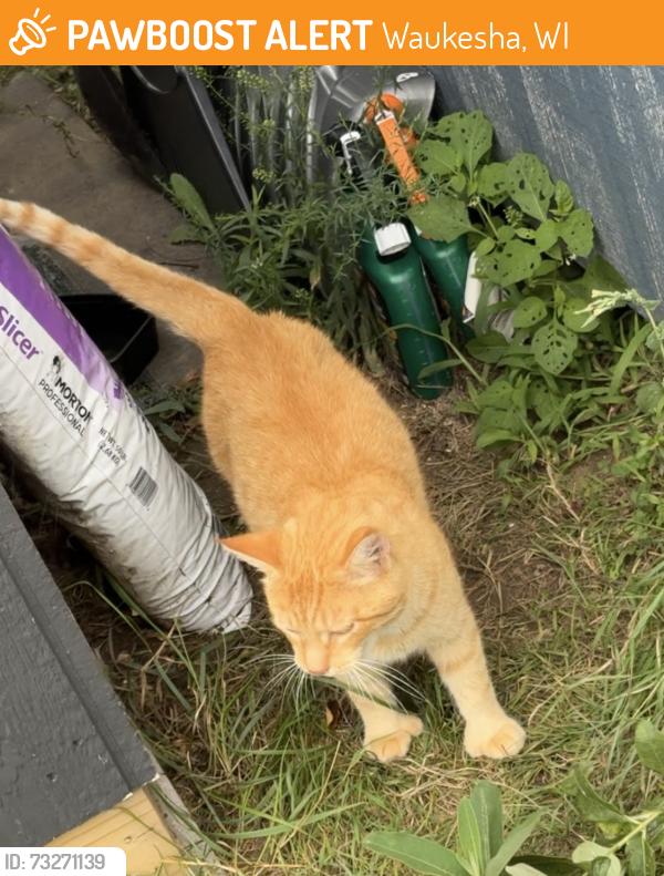 Found/Stray Female Cat last seen S Grand Ave & Sentinal Drive (near Walmart waukesha), Waukesha, WI 53189
