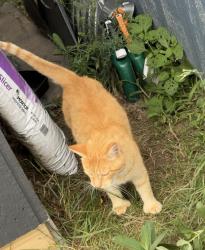 Found/Stray Female Cat last seen S Grand Ave & Sentinal Drive (near Walmart waukesha), Waukesha, WI 53189