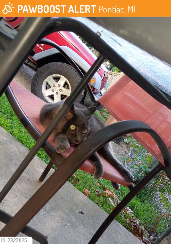 Found/Stray Female Cat last seen Baldwin Avenue and West New York, Pontiac, MI 48340