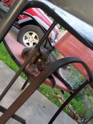 Found/Stray Female Cat last seen Baldwin Avenue and West New York, Pontiac, MI 48340