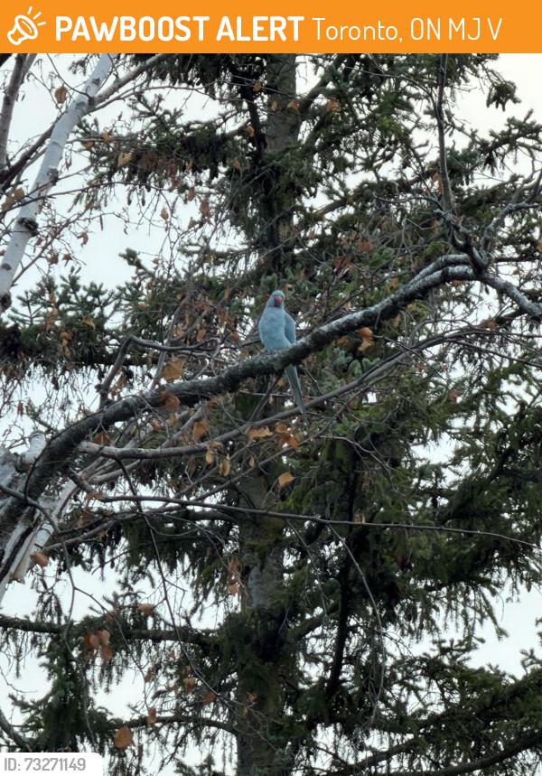 Found/Stray Unknown Bird last seen Near clancy drive, Toronto, ON M2J 2V7