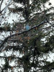 Found/Stray Unknown Bird last seen Near clancy drive, Toronto, ON M2J 2V7