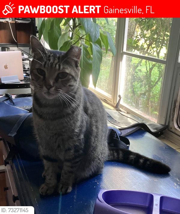 Lost Female Cat last seen NE 8th Ave and NE 5th Terr, Gainesville, FL 32601