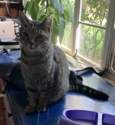 Lost Female Cat last seen NE 8th Ave and NE 5th Terr, Gainesville, FL 32601