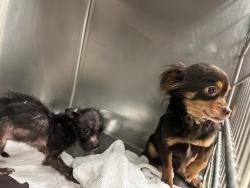 Shelter Stray Female Dog last seen Near Bloor Road, MANOR, TX, 78653, 7201 Levander Loop bldg a, Austin, TX 78702, USA