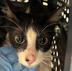 Shelter Stray Female Cat last seen Near NW Marina Way, PORTLAND, OR, 97231, 1700 W Historic Columbia River Hwy, Troutdale, OR 97060, USA