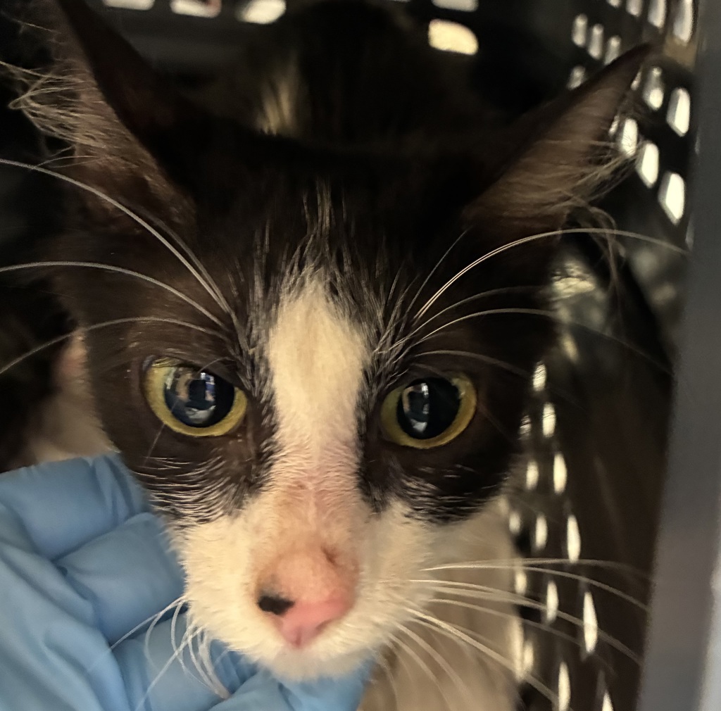 Shelter Stray Female Cat last seen Near NW Marina Way, PORTLAND, OR, 97231, 1700 W Historic Columbia River Hwy, Troutdale, OR 97060, USA