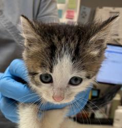 Shelter Stray Female Cat last seen Near NW Marina Way, PORTLAND, OR, 97231, 1700 W Historic Columbia River Hwy, Troutdale, OR 97060, USA