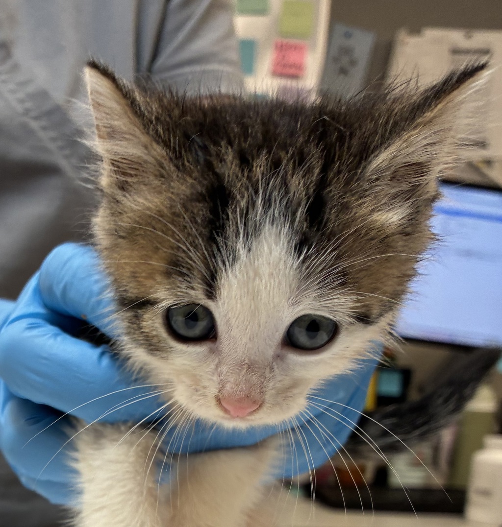 Shelter Stray Female Cat last seen Near NW Marina Way, PORTLAND, OR, 97231, 1700 W Historic Columbia River Hwy, Troutdale, OR 97060, USA