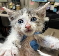 Shelter Stray Male Cat last seen Near NW Marina Way, PORTLAND, OR, 97231, 1700 W Historic Columbia River Hwy, Troutdale, OR 97060, USA