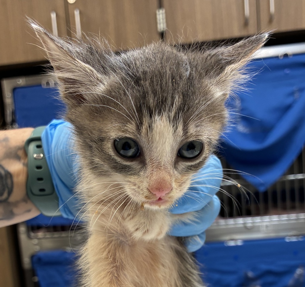 Shelter Stray Female Cat last seen Near NW Marina Way, PORTLAND, OR, 97231, 1700 W Historic Columbia River Hwy, Troutdale, OR 97060, USA