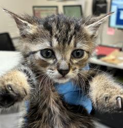 Shelter Stray Female Cat last seen Near NW Marina Way, PORTLAND, OR, 97231, 1700 W Historic Columbia River Hwy, Troutdale, OR 97060, USA