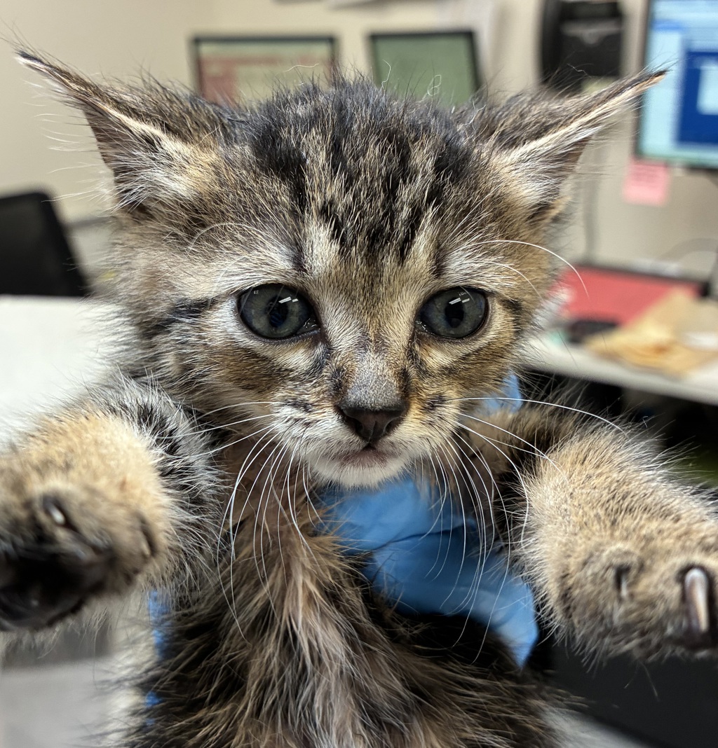 Shelter Stray Female Cat last seen Near NW Marina Way, PORTLAND, OR, 97231, 1700 W Historic Columbia River Hwy, Troutdale, OR 97060, USA