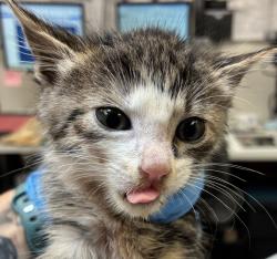 Shelter Stray Female Cat last seen Near NW Marina Way, PORTLAND, OR, 97231, 1700 W Historic Columbia River Hwy, Troutdale, OR 97060, USA