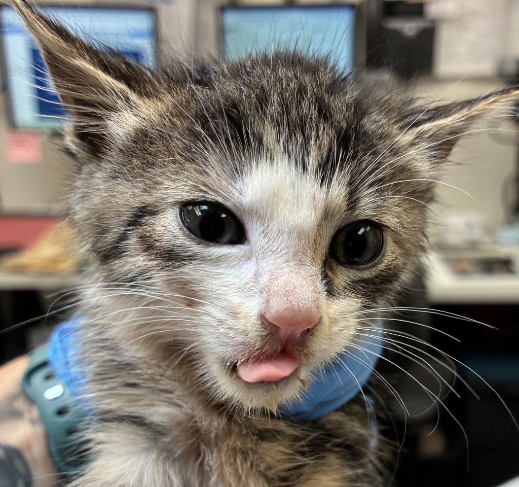 Shelter Stray Female Cat last seen Near NW Marina Way, PORTLAND, OR, 97231, 1700 W Historic Columbia River Hwy, Troutdale, OR 97060, USA