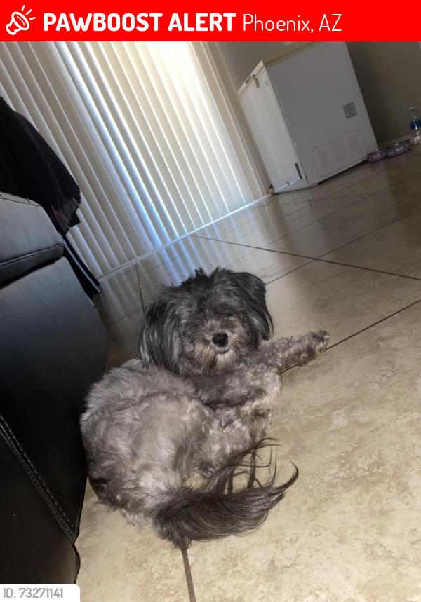 Lost Female Dog last seen Near W Indian School Rd Walmart, Phoenix, AZ 85031
