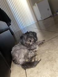 Lost Female Dog last seen Near W Indian School Rd Walmart, Phoenix, AZ 85031