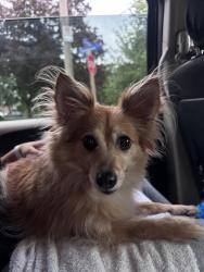 Found/Stray Male Dog last seen Dundas and constitution blvd, Mississauga, ON L4Y 2B9